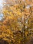 Yellow autumn tree leaves background texture branches trunk