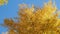 Yellow autumn tree seen from below