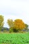 yellow autumn trees at the roadside