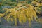 Yellow autumnal foliage on branch of honey locust in October