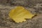 A yellow autumnal leaf on stone