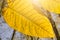 Yellow autumnal leaves close up with leaf nerves