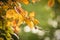 Yellow autumnal linden foliage, selective focus and shallow DoF