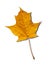 Yellow autumnal maple leaf