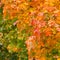 Yellow autumnal maple leaves