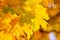 Yellow autumnal maple leaves