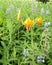 Yellow avalanche lily, Erythronium grandiflorum and blue lupines