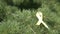 Yellow awareness ribbon ribbon on pine tree branch