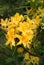 Yellow azalea. Beautiful fresh rododendron flower