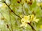 Yellow azalea in the botanical garden