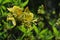 Yellow Azalea flower, latin name Rhododendron Luteum, in full blossom,