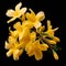 Yellow Azalea Flowers On Black Background: A Stunning Artistic Composition