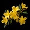 Yellow Azalea Flowers Isolated On Black Background