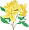 Yellow Azalea Vector Illustration