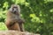 Yellow baboon