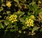 Yellow baby flowers