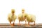 Yellow baby geese ducks on a white background isolation