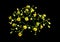 Yellow baby`s breath Gypsophila flowers on black background