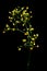 Yellow baby`s breath Gypsophila flowers on black background