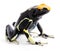 Yellow back poison dart frog Dendrobates tinctorius