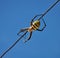 Yellow back spider