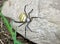 Yellow back spider