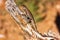 Yellow-backed Spiny Lizard, Sceloporus uniformis, basking on a tree stump in the Grand Canyon