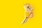 Yellow background plug fork knife flower dandelion green yellow bouquet bunch napkin towel