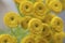 Yellow background with small flowers of tansy