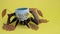 On a yellow background, a toy skull with spider legs crawls out from under a snag. The concept of Halloween. Place for