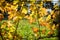 Yellow backlighted vine leaf in vineyard in the autumn