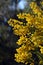 Yellow backlit flowers of the Australian native Golden Top Wattle, Acacia mariae, family Fabaceae, Mimosoideae