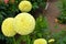 Yellow ball dahlias in a garden