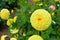 Yellow ball dahlias in a garden