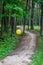 yellow balloons rolling in forest