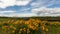 Yellow Balsamroot Wildflowers Spring Time in Orego