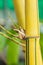 Yellow bamboo close up