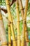Yellow bamboo close up