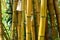 Yellow bamboo forest