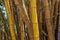 Yellow Bamboo Forest