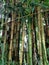 Yellow bamboo mixed with green bamboo