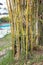 Yellow bamboo, an ornamental plant that makes the garden beautiful.