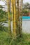 Yellow bamboo, an ornamental plant that makes the garden beautiful.