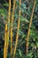 Yellow bamboo plant in tropical forest of Sri Lanka