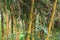 Yellow bamboo tree, Bambusa vulgaris var striata, is a type of cultivated bamboo.