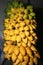 Yellow banana