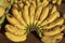 Yellow banana branch closeup photo. Rustic fresh banana pile on market table. Organic banana closeup photo.