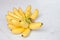 Yellow banana group on wooden background