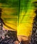 Yellow Banana Leaf. Dry leaf