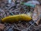 Yellow Banana Slugs Crawls Along Forest Floor